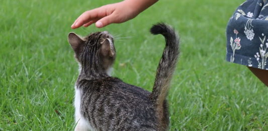 mediazione animale