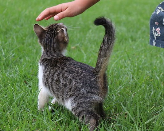 mediazione animale