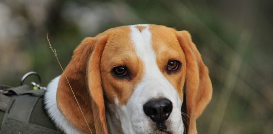 patologie prostatiche