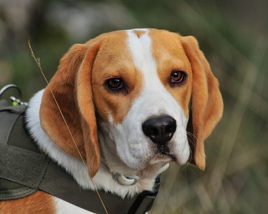 Patologie prostatiche: prevenzione, diagnosi e trattamento patologie prostatiche