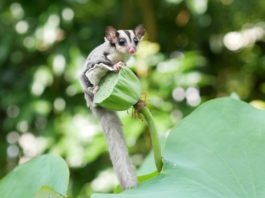 Come allevare un petauro dello zucchero? Alcune indicazioni petauro dello zucchero