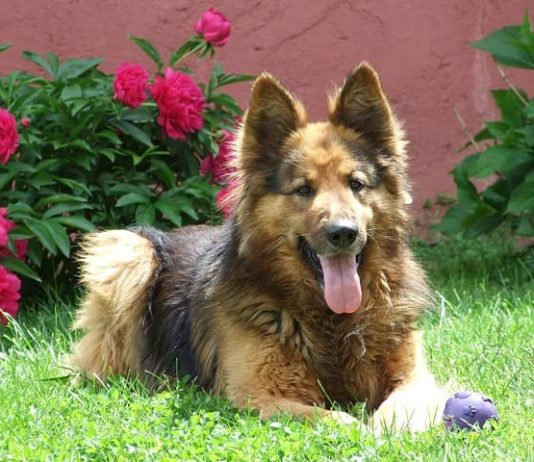 Malattie della prostata del cane: quali sono e come affrontarle prostata del cane