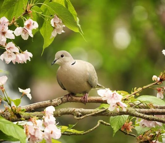 Estate e uccelli: attenzione alle punture di zanzare e insetti! punture di zanzare