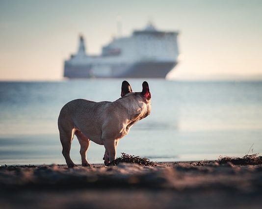 viaggiare con gli animali