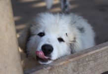 adozione di un cucciolo