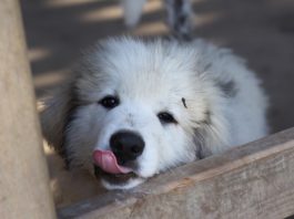 adozione di un cucciolo
