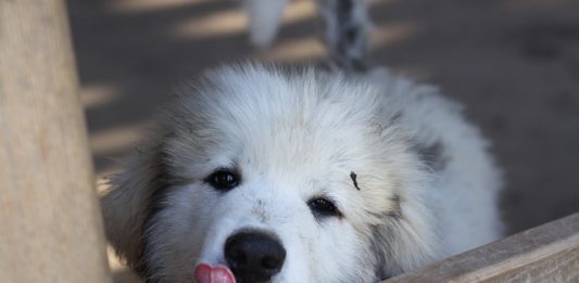 adozione di un cucciolo