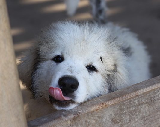 Adozione di un cucciolo di cane? Fin da subito va fatta la scelta giusta adozione di un cucciolo