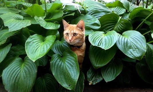aggressività nel gatto