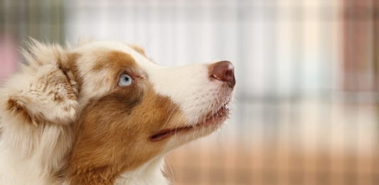 asse intestino cervello