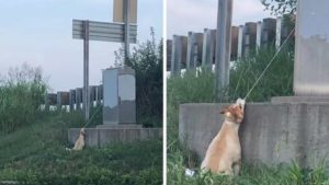 cane abbandonato