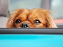 cane soffre di mal d’auto