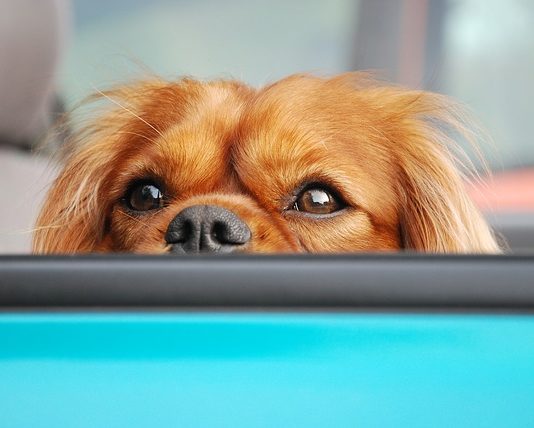 cane soffre di mal d’auto