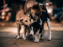 cani di Chernobyl