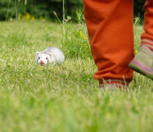 coniglio e furetto in vacanza