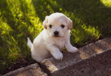 educare il cane a sporcare