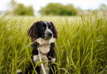 educazione del cane