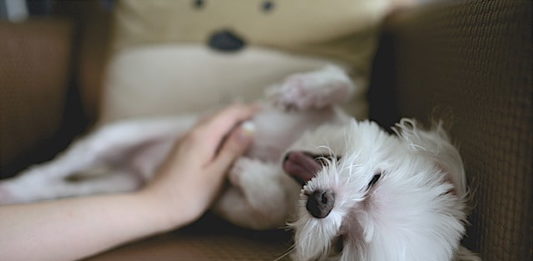 educazione del cucciolo