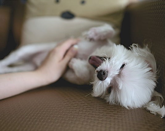 educazione del cucciolo
