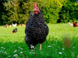 galline nane