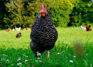 galline nane