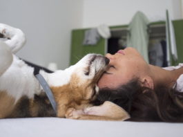 Aiuto, il mio animale sta male! Come comportarsi nelle emergenze? il mio animale sta male