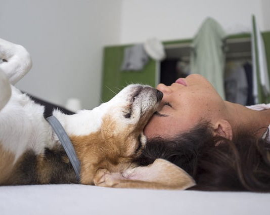 il mio animale sta male