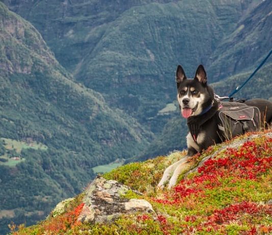 in montagna con il cane