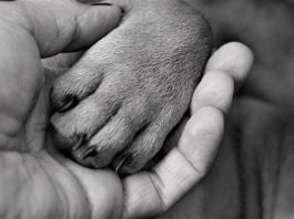 La rottura del legame uomo-cane: perché e come avviene? legame uomo cane