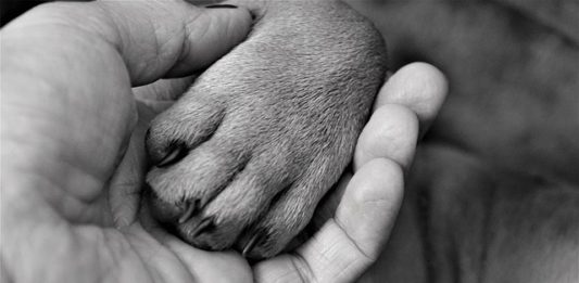 La rottura del legame uomo-cane: perché e come avviene? legame uomo cane