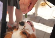 obesità del cane