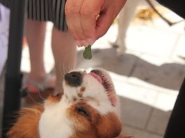 Come combattere l’obesità del cane? Stop a premietti e fuoripasto obesità del cane