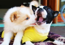 puppy classes