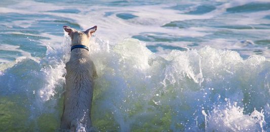 rischi dell'estate per il cane