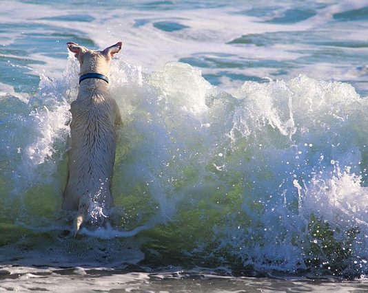 rischi dell'estate per il cane