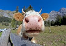 trasporto di animali