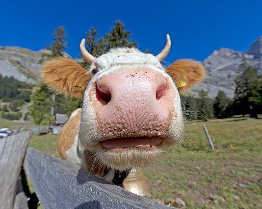 Ministero della Salute: in estate no al trasporto di animali sopra i 30 gradi trasporto di animali