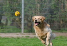 tutela degli animali