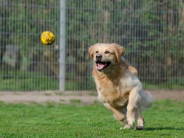 tutela degli animali