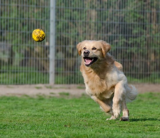 tutela degli animali