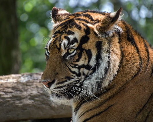 Più tutele per gli animali a rischio di estinzione alla 18° Conferenza Cites 18 conferenza cites