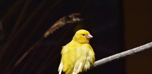 Quando e perché i canarini fanno la muta del piumaggio? canarini fanno la muta