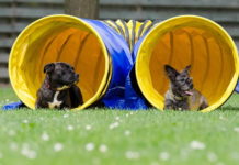 canine cross training