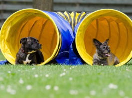 canine cross training