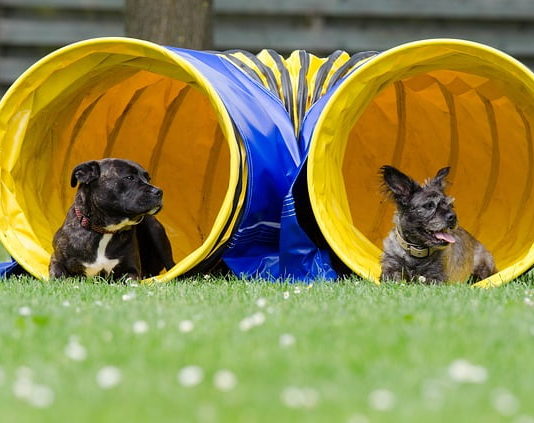 canine cross training