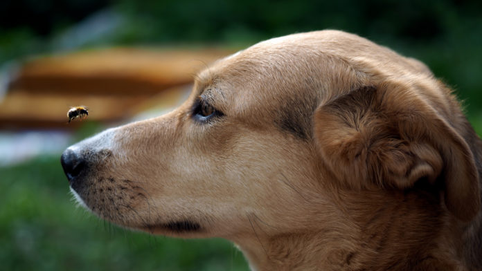 avvelenamenti cani e gatti avvelenamenti cani e gatti