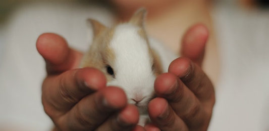 emozioni del coniglio