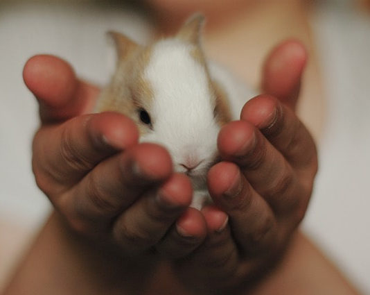 emozioni del coniglio