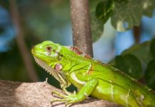 iguana