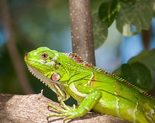 iguana